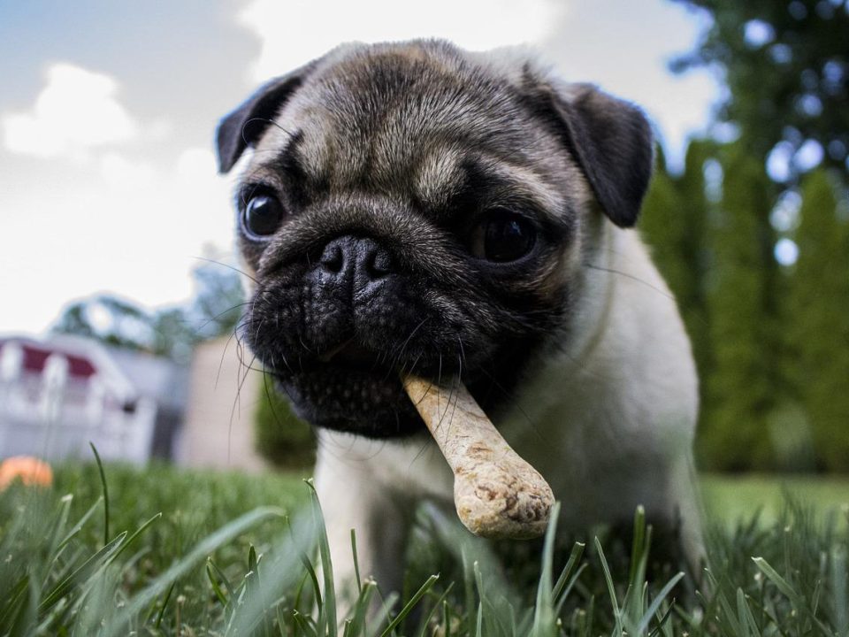 snacks naturales para perros