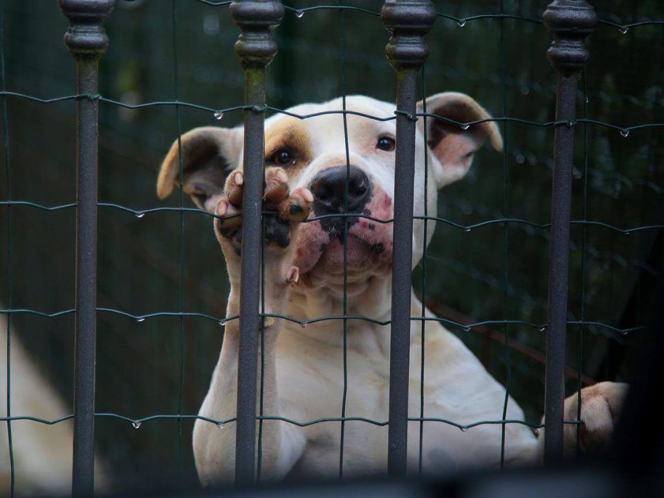 jaulas para perros