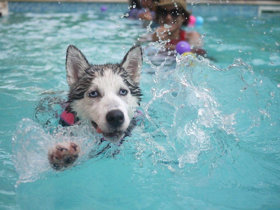 piscinas para perros