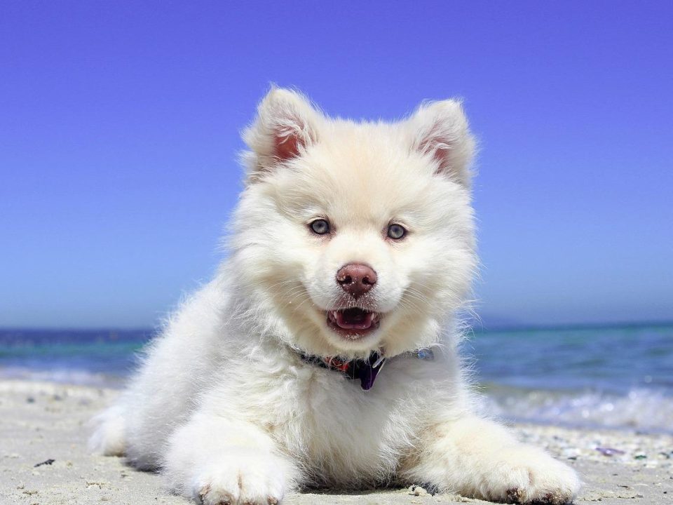 vacaciones con perros en la playa