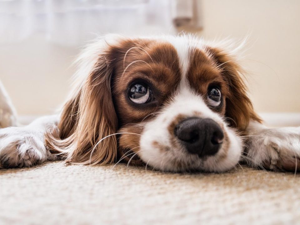 mejorar la esperanza de vida de un perro