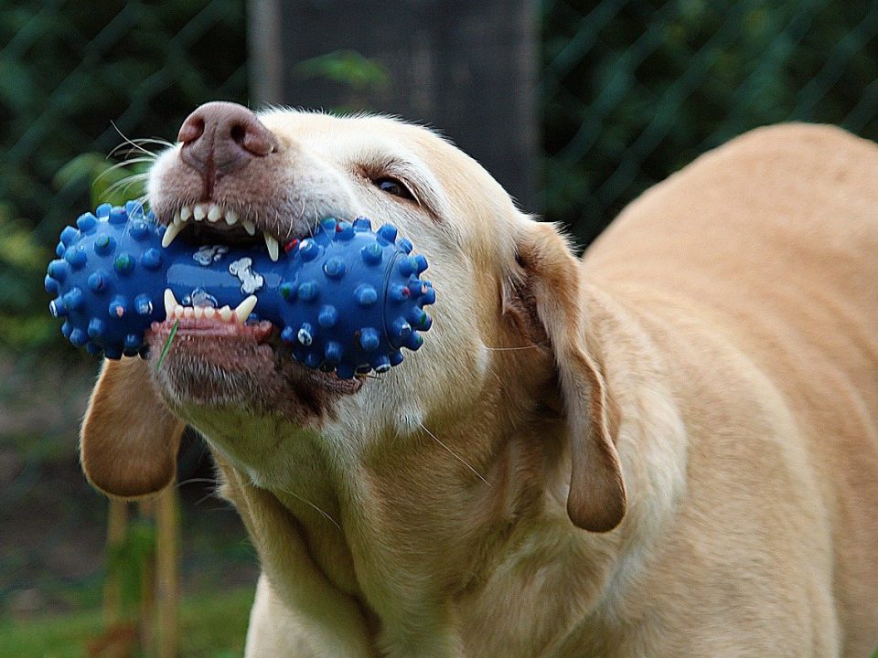 juguetes educativos para perros