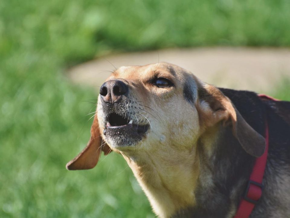 perro ladra continuamente