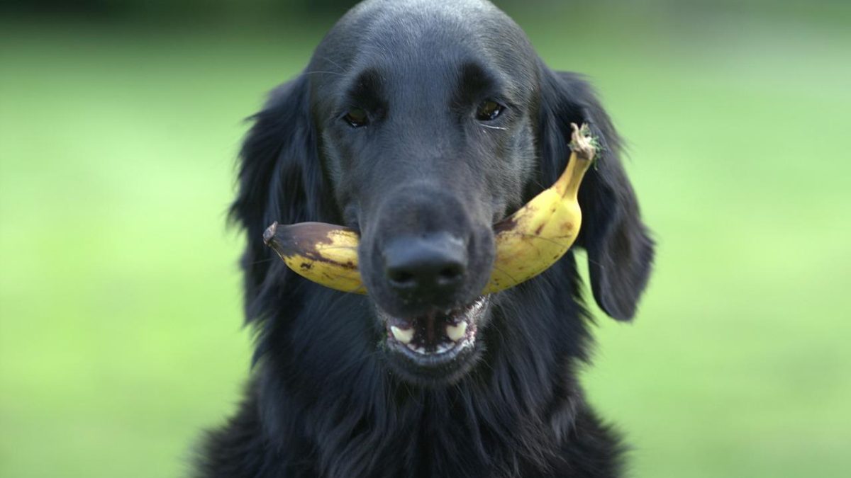 perros pueden comer plátano