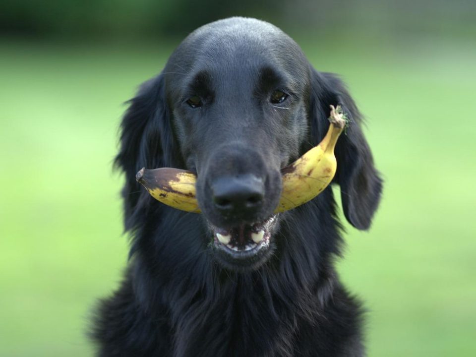 perros pueden comer plátano