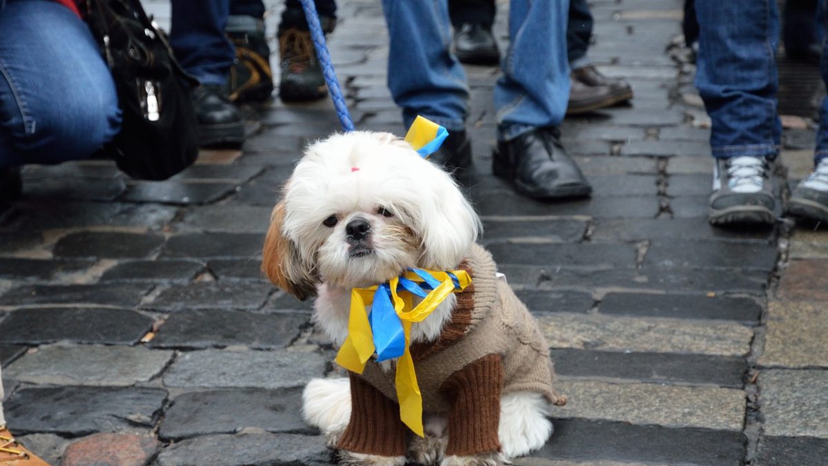 perros con la guerra de Ucrania