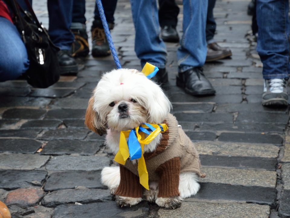 perros con la guerra de Ucrania