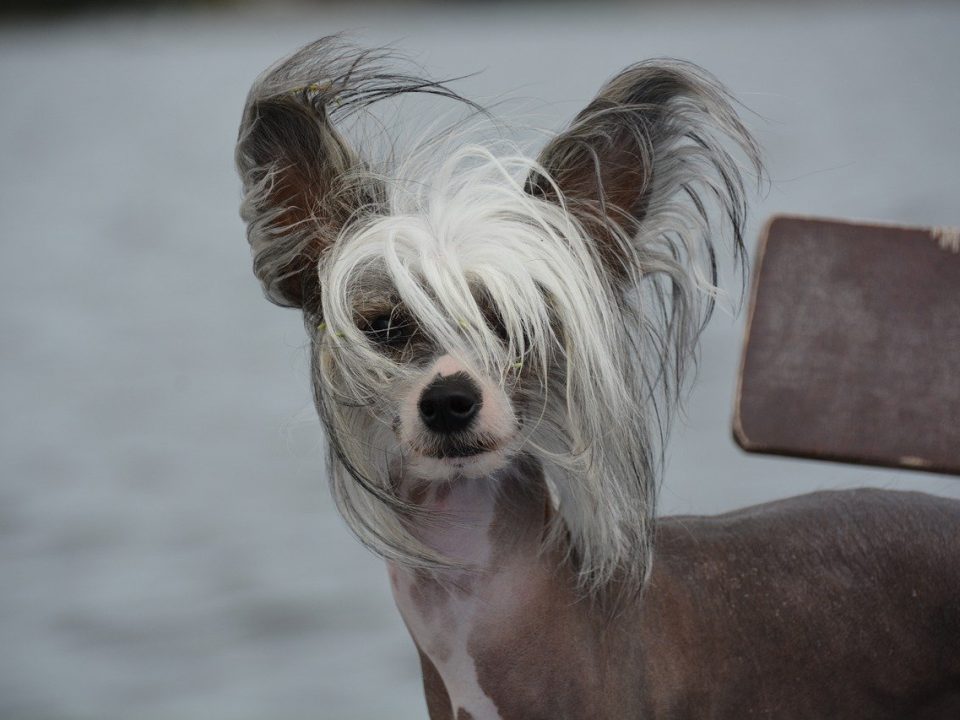 perros sin pelo