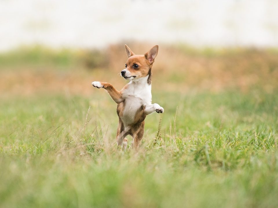 vómito en perros