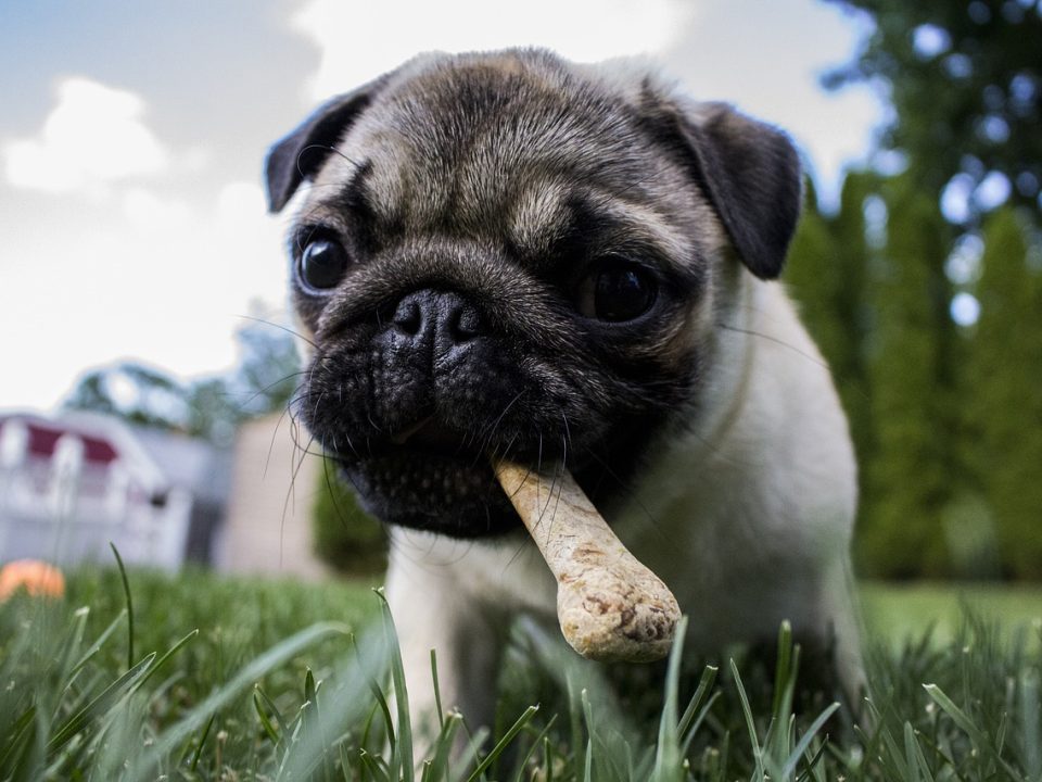 qué debe comer un perro