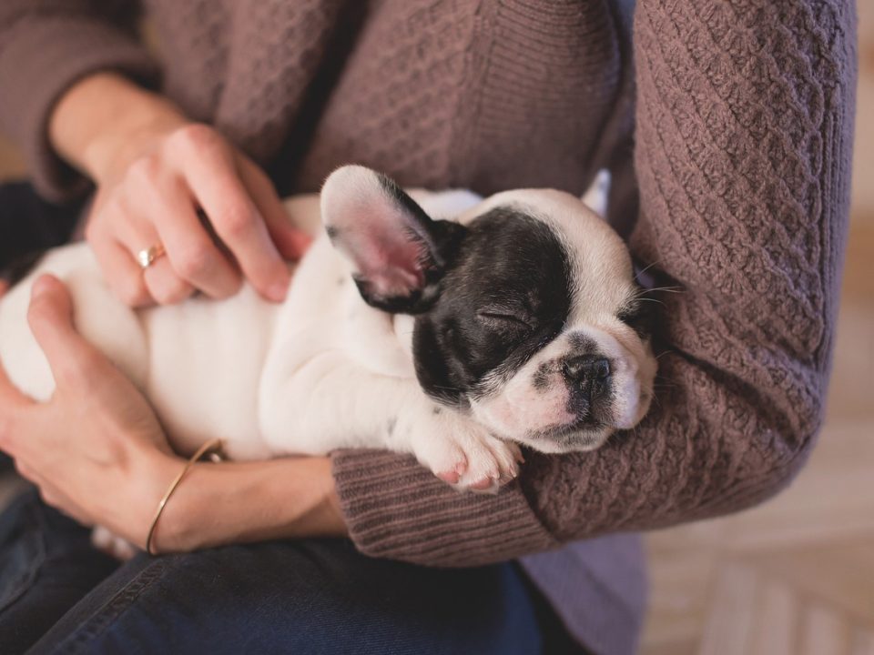 con qué sueñan los perros