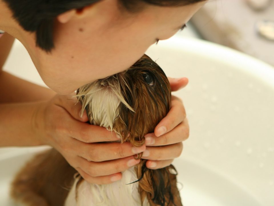 lavar a mi perro